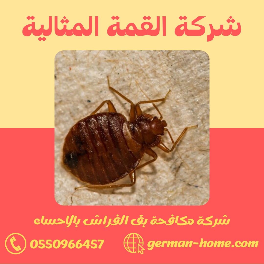 شركة مكافحة بق الفراش بالاحساء | البيت الألماني لإبادة فورية وضمان 2 شركة مكافحة بق الفراش بالاحساء
