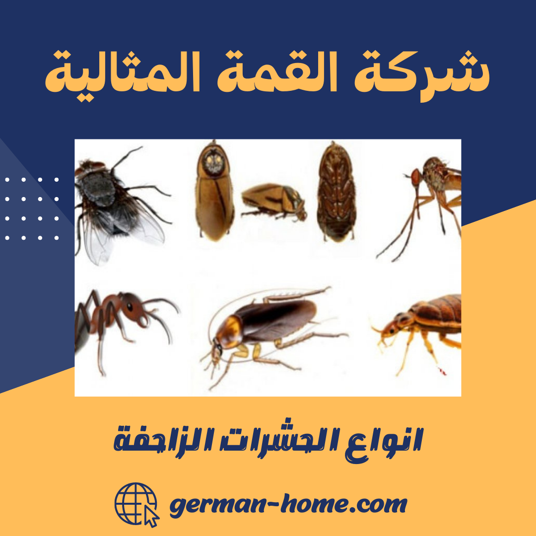 انواع الحشرات الزاحفة