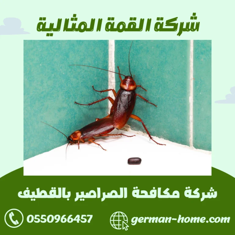 شركة مكافحة الصراصير بالقطيف