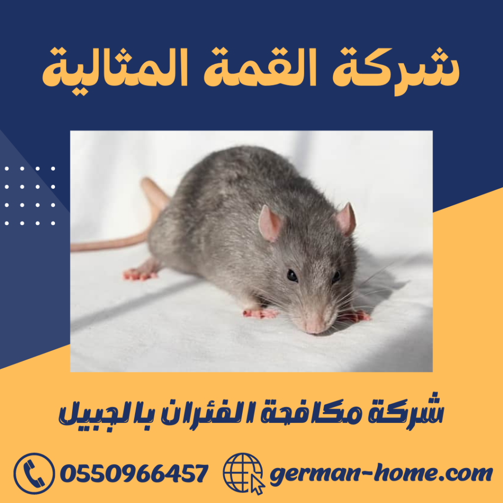 شركة مكافحة الفئران بالجبيل