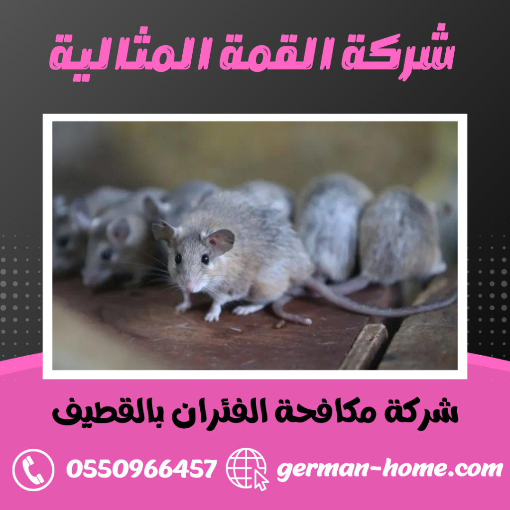 شركة مكافحة الفئران بالقطيف