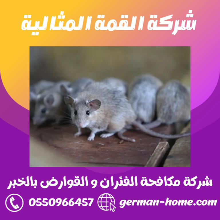 شركة مكافحة الفئران و القوارض بالخبر 0550966457 رش و ابادة الفئران بالخبر