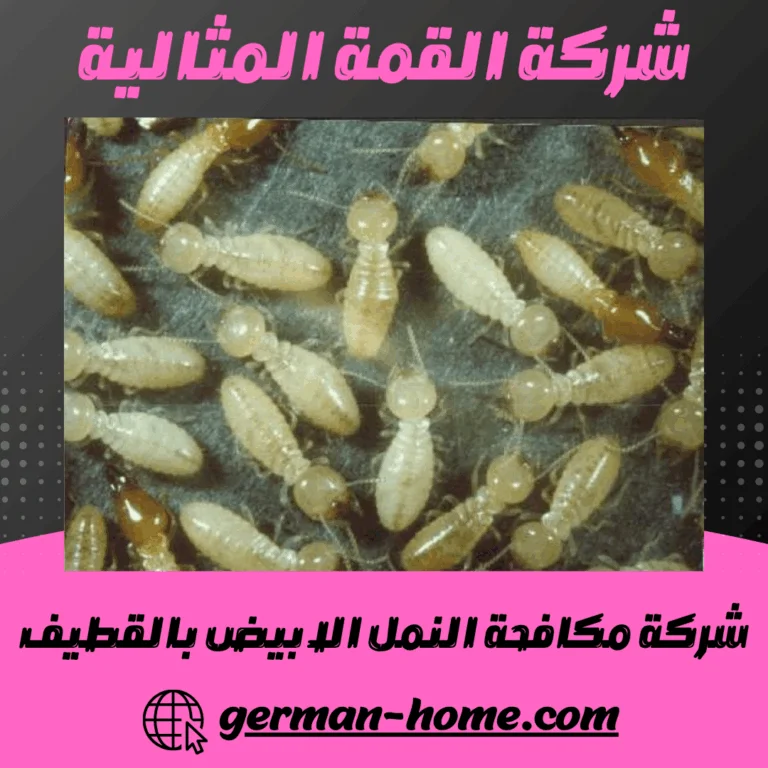 شركة مكافحة النمل الابيض بالقطيف