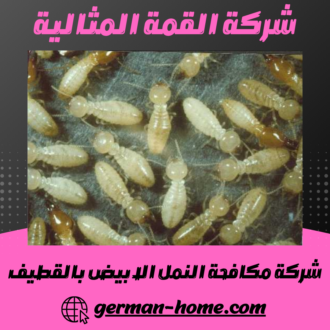 شركة مكافحة النمل الابيض بالقطيف | ضمان 15 عام 9 شركة مكافحة النمل الابيض بالقطيف