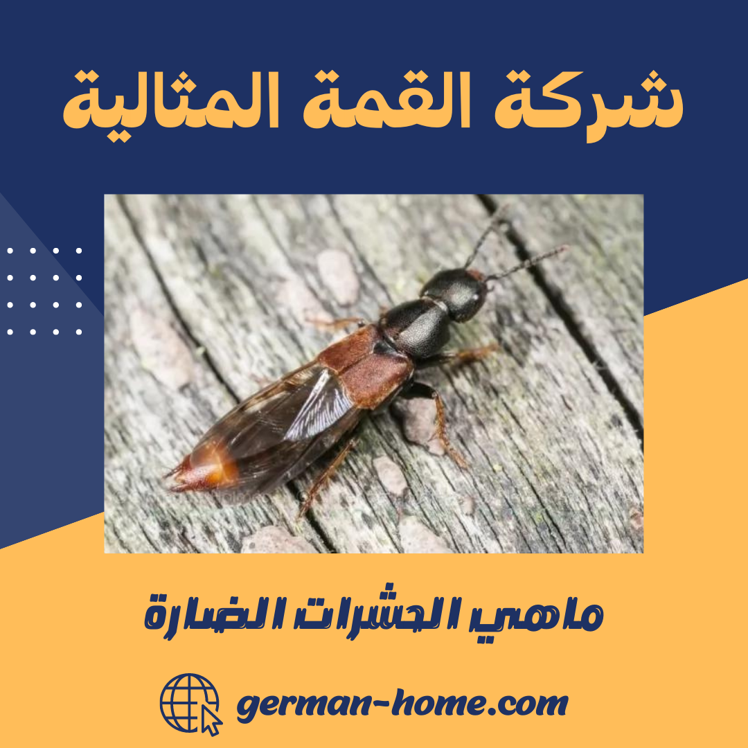 ماهي الحشرات الضارة