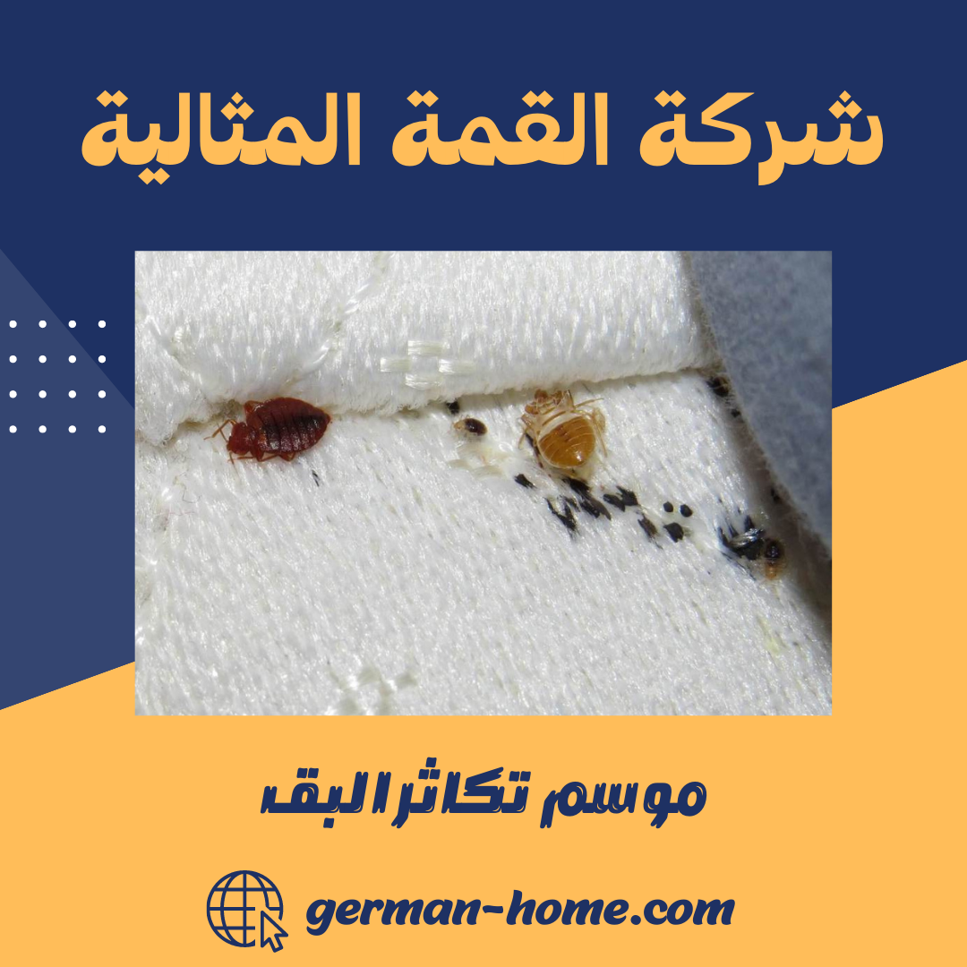 موسم تكاثر البق