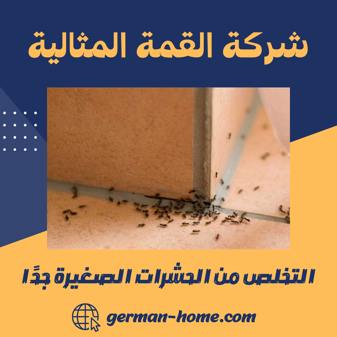 التخلص من الحشرات الصغيرة جدًا