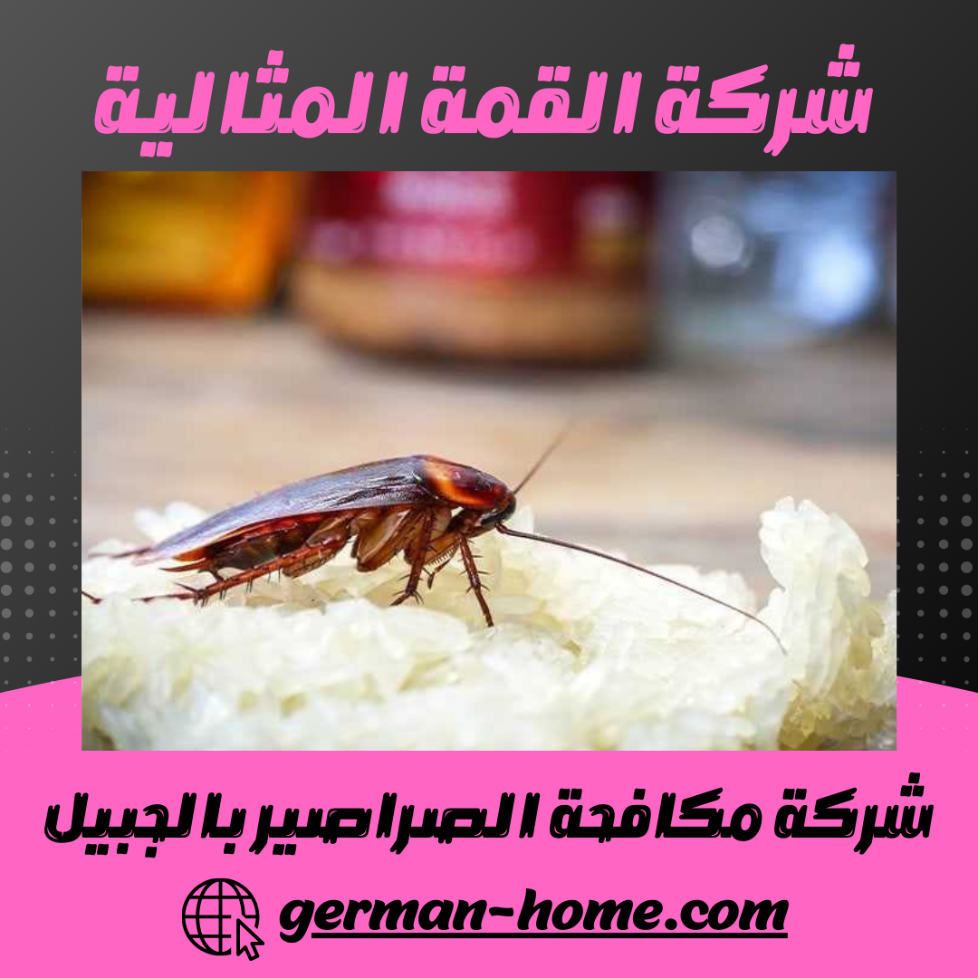 شركة مكافحة الصراصير بالجبيل إبادة فورية وآمنة 100% 13 شركة مكافحة الصراصير بالجبيل