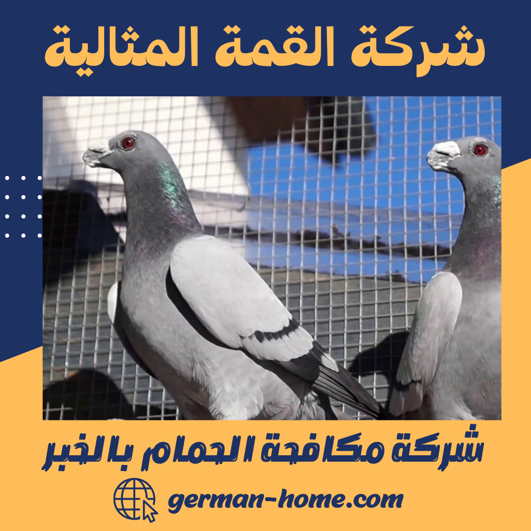 شركة مكافحة الحمام بالخبر البيت الألماني خصم 35% لتركيب طارد الحمام 1 شركة مكافحة الحمام بالخبر
