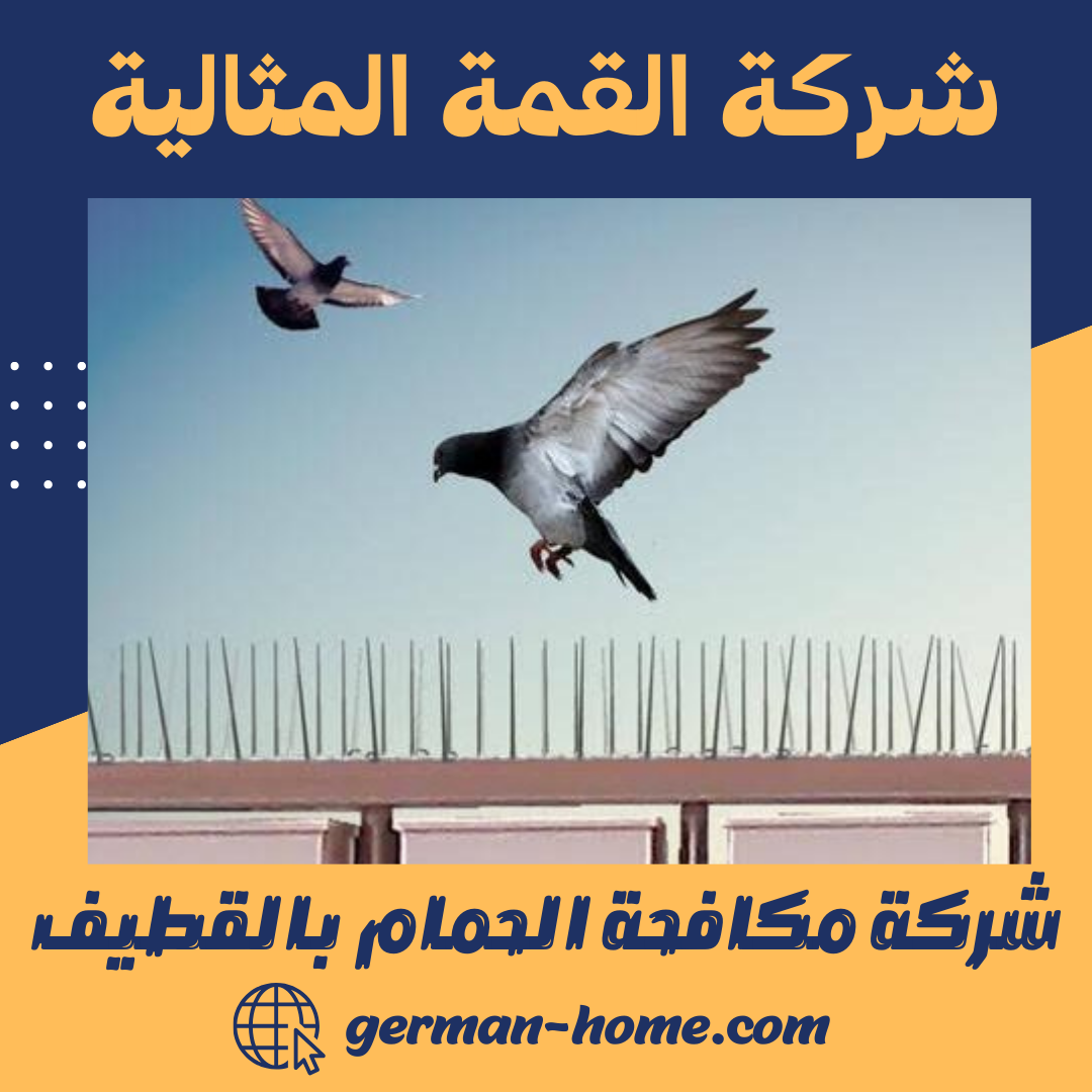 شركة مكافحة الحمام بالقطيف تركيب اشواك طاردة الحمام بالقطيف 6 شركة مكافحة الحمام بالقطيف