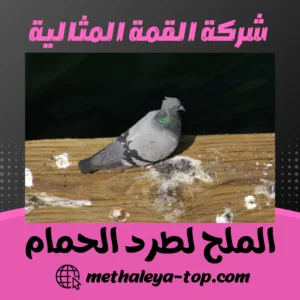 الملح لطرد الحمام