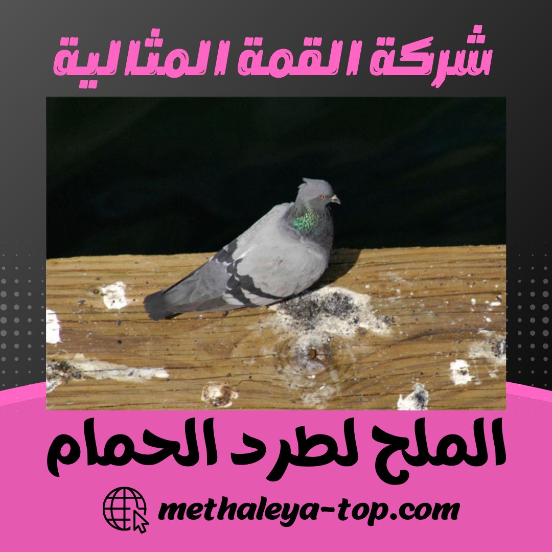 الملح لطرد الحمام