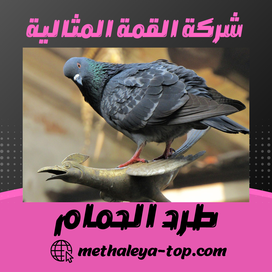 طرد الحمام