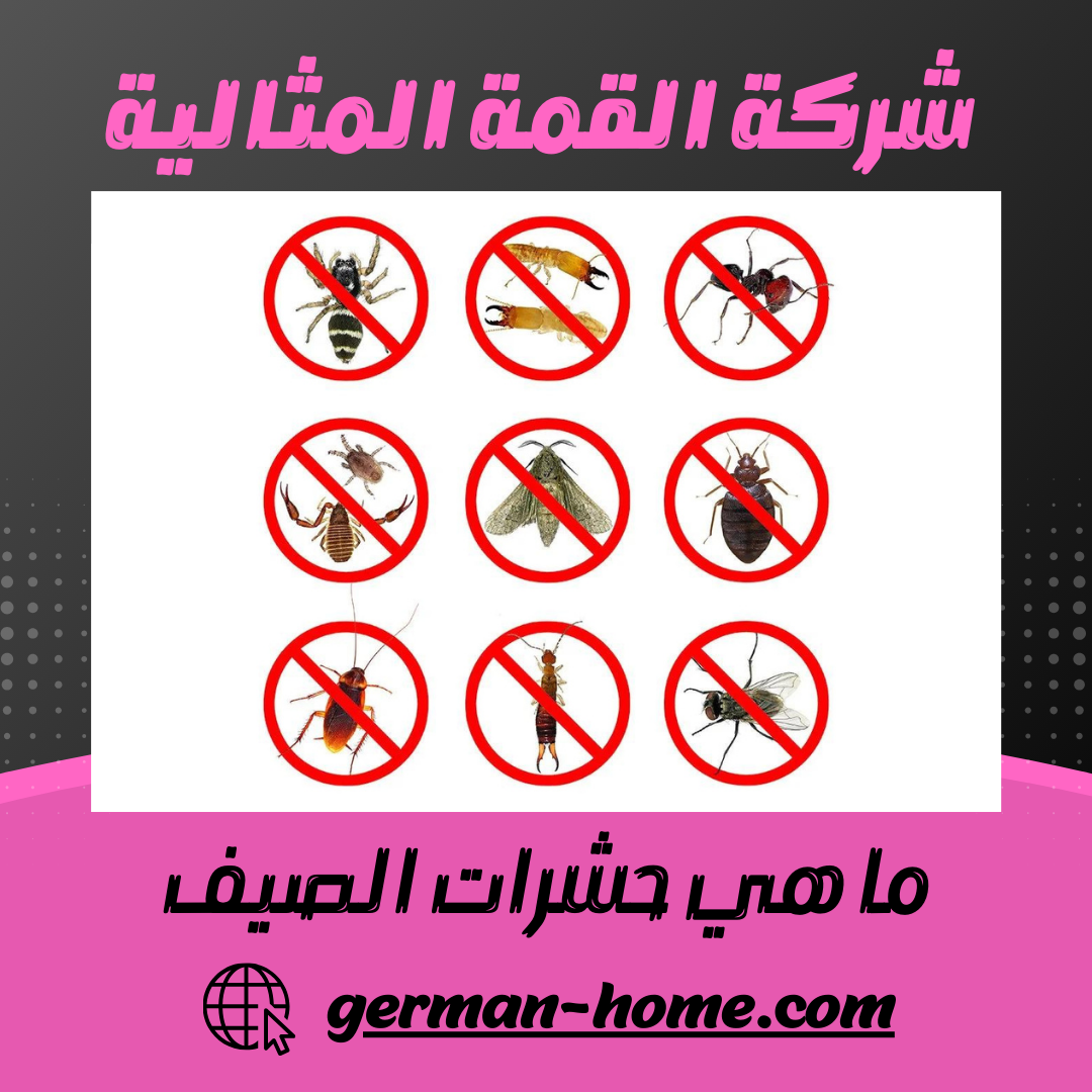 ما هي حشرات الصيف