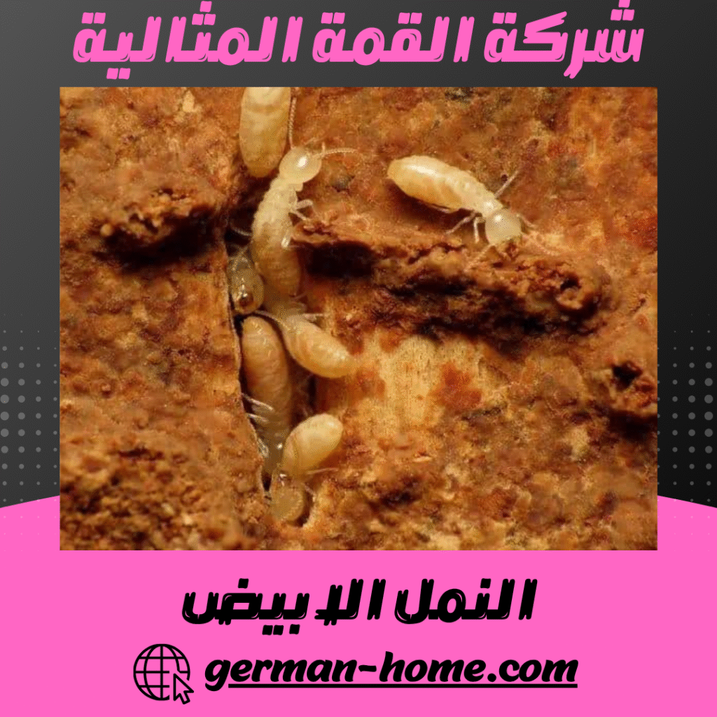 النمل الابيض