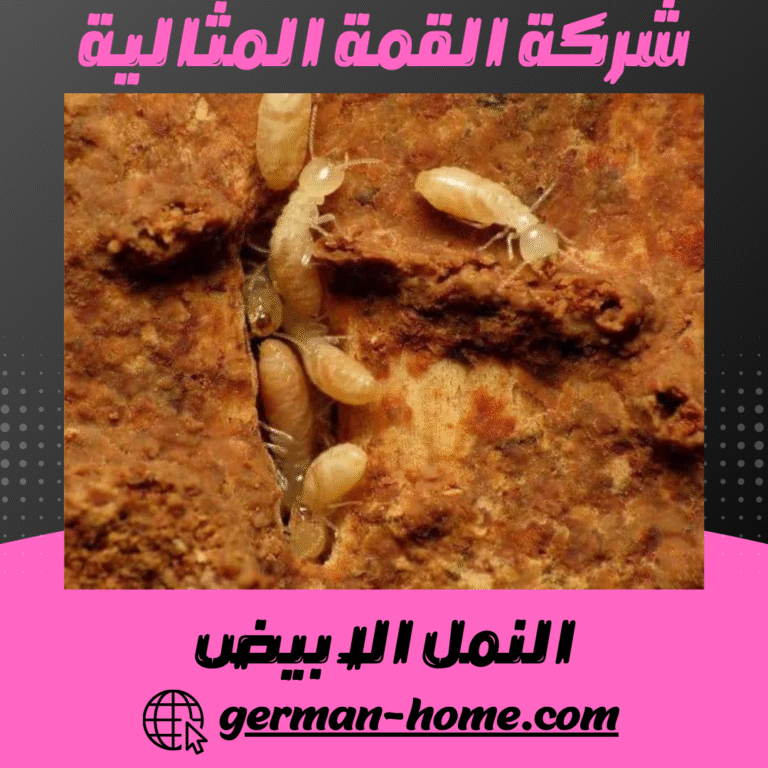 النمل الابيض