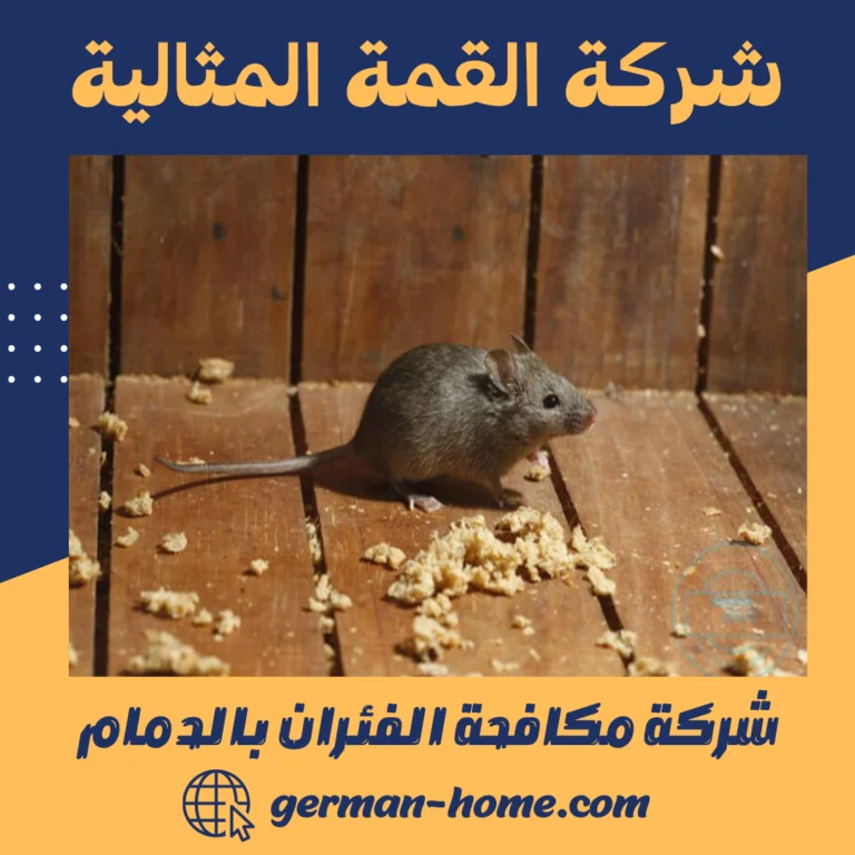 شركة مكافحة الفئران بالدمام
