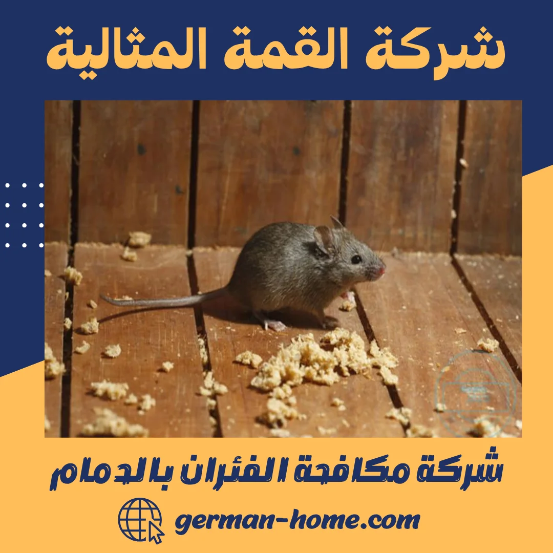 شركة مكافحة الفئران بالدمام