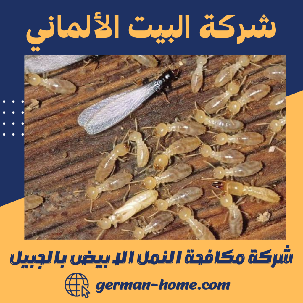 شركة مكافحة النمل الابيض بالجبيل